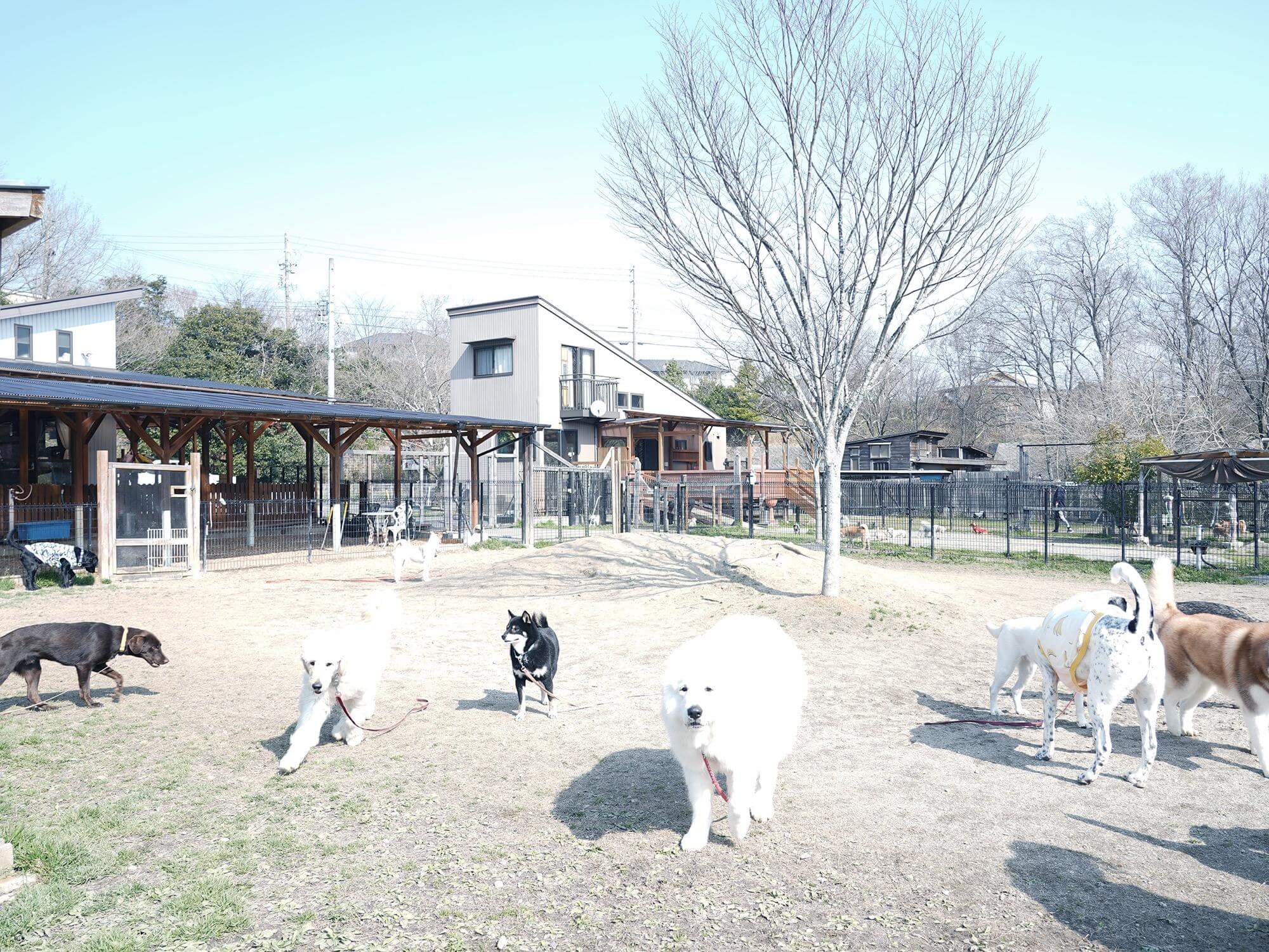 【鈴鹿市で大型犬OKのドッグラン】ティンカーベルすずか